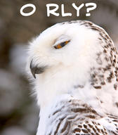 !R O_RLY_Owl_02 bird owl // 427x488 // 137.5KB