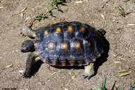 !R Desert_Tortoise turtle turtle_(animal) // 900x600 // 276.5KB