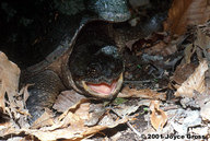 !R Eastern_Snapping_Turtle turtle turtle_(animal) // 600x403 // 83.8KB