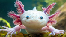 !R animal axolotl // 700x394 // 63.0KB