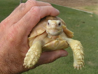 !R turtle turtle_(animal) // 800x600 // 191.3KB