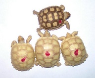 !R turtle turtle_(animal) // 800x659 // 99.2KB