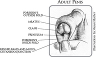 !R anatomy non-character penis // 448x267 // 67.0KB