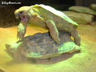 !R turtle turtle_(animal) // 451x338 // 24.9KB