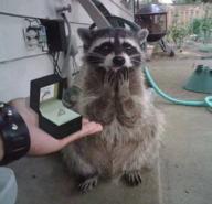 !R engagement_ring raccoon raccoon_(animal) // 640x618 // 673.6KB