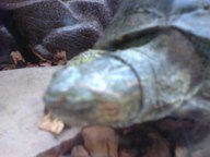 !R turtle turtle_(animal) // 1280x960 // 192.4KB