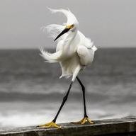 !R Snowy_Egret animal bird non-character // 1200x1200 // 118.0KB