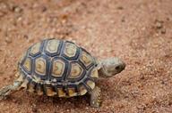 !R Leopard_tortoise turtle turtle_(animal) // 564x372 // 45.3KB