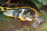 !R Red-eared_Slider turtle turtle_(animal) // 900x600 // 109.7KB