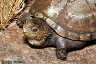 !R Sonoran_Mud_Turtle turtle turtle_(animal) // 800x533 // 140.6KB
