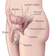 !R anatomy non-character prostate rectum // 882x948 // 83.4KB