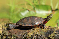 !R non-character turtle turtle_(animal) // 500x333 // 73.1KB