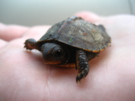 !R turtle turtle_(animal) // 2816x2112 // 2.3MB