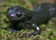 !R alpine_salamander salamander salamander_(animal) // 567x411 // 38.9KB