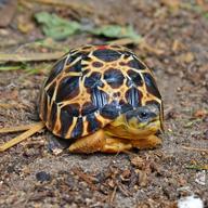 !R radiated_tortoise turtle turtle_(animal) // 1672x1671 // 560.5KB