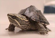 !R Musk_Turtle turtle turtle_(animal) // 600x413 // 49.5KB