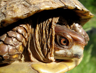 !R Three-Toed_Box_Turtle turtle turtle_(animal) // 1024x784 // 600.8KB