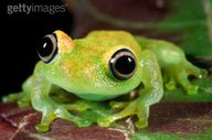 !R frog frog_(animal) // 508x336 // 30.7KB