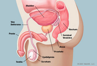 !R anatomy non-character prostate rectum // 492x334 // 121.3KB