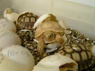 !R turtle turtle_(animal) // 800x600 // 199.8KB
