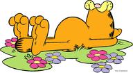 !R Garfield cat feet // 880x482 // 195.6KB