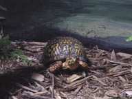 !R turtle turtle_(animal) // 550x413 // 28.0KB
