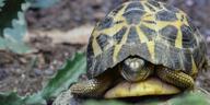 !R spider_tortoise turtle turtle_(animal) // 1400x700 // 133.4KB