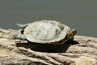 !R Red-eared_Slider turtle turtle_(animal) // 900x600 // 150.9KB