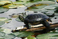 !R Red-eared_Slider turtle turtle_(animal) // 800x544 // 113.3KB