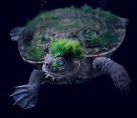 !R Mary_River_Turtle turtle turtle_(animal) // 1080x932 // 297.6KB