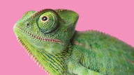 !R chameleon chameleon_(animal) lizard // 1440x810 // 191.0KB