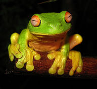 !R frog frog_(animal) // 654x600 // 70.6KB
