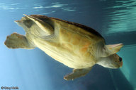 !R Loggerhead_Sea_Turtle turtle turtle_(animal) // 900x600 // 84.2KB