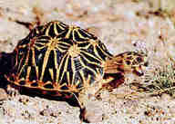 !R turtle turtle_(animal) // 250x179 // 9.4KB