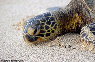 !R Green_Sea_Turtle turtle turtle_(animal) // 800x531 // 133.2KB