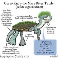 !R Mary_River_Turtle Underdone_Comics turtle turtle_(animal) // 1080x1080 // 150.8KB