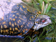 !R turtle turtle_(animal) // 800x600 // 177.1KB