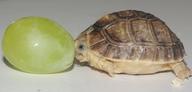 !R baby_tortoise grape turtle // 600x286 // 25.1KB