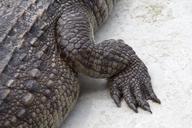 !R crocodilian feet non-character // 1023x682 // 111.1KB