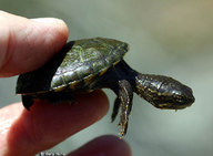 !R Sonoran_Mud_Turtle turtle turtle_(animal) // 800x587 // 53.2KB