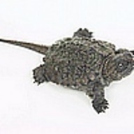 !R turtle turtle_(animal) // 100x100 // 5.5KB