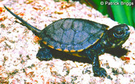 !R Pacific_Pond_Turtle turtle turtle_(animal) // 900x564 // 184.9KB