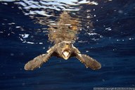 !R turtle turtle_(animal) // 675x450 // 67.9KB