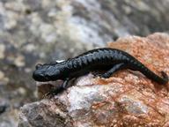 !R alpine_salamander salamander salamander_(animal) // 1600x1200 // 224.2KB