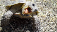 !R turtle turtle_(animal) // 560x315 // 43.0KB