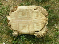 !R turtle turtle_(animal) // 800x600 // 314.4KB