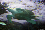 !R Olive_Ridley_Sea_Turtle turtle turtle_(animal) // 900x600 // 214.6KB