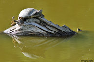 !R Pacific_Pond_Turtle turtle turtle_(animal) // 900x600 // 85.2KB