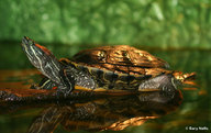 !R Red-eared_Slider turtle turtle_(animal) // 900x568 // 94.2KB