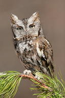 !R Eastern_Screech_Owl bird owl // 1365x2048 // 1.2MB